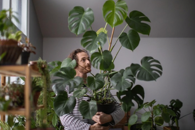 Merawat Tanaman Hias: Panduan Lengkap untuk Kebun Indoor yang Subur dan Menawan