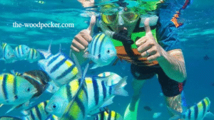 Surga Bawah Laut Indonesia: Menjelajahi Spot Snorkeling Terbaik yang Memukau