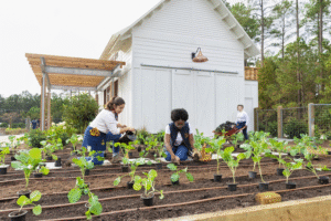 Tentu, mari kita bahas bisnis berkebun yang menguntungkan ini secara mendalam.