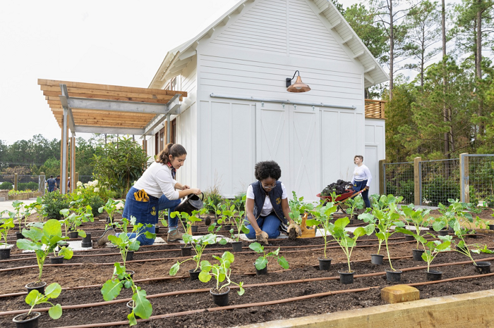 Tentu, mari kita bahas bisnis berkebun yang menguntungkan ini secara mendalam.