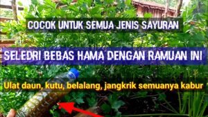 Perisai Alami Kebun Anda: Mengatasi Hama Tanaman dengan Bijak dan Berkelanjutan
